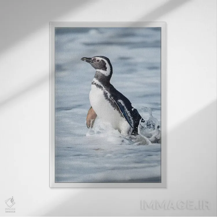 تابلو دکوراتیو Falkland Islands.,پنگوئن ماژلانی، جزایر فالکلند اثر مارتین زویک - نمای قابدار سفید