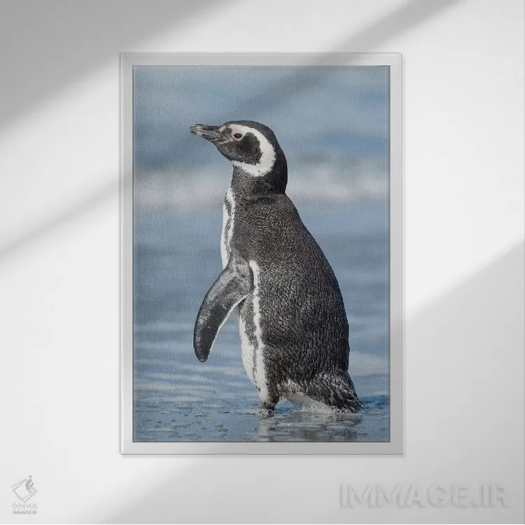 تابلو دکوراتیو Falkland Islands.,پنگوئن ماژلانی، جزایر فالکلند اثر مارتین زویک - نمای قابدار سفید