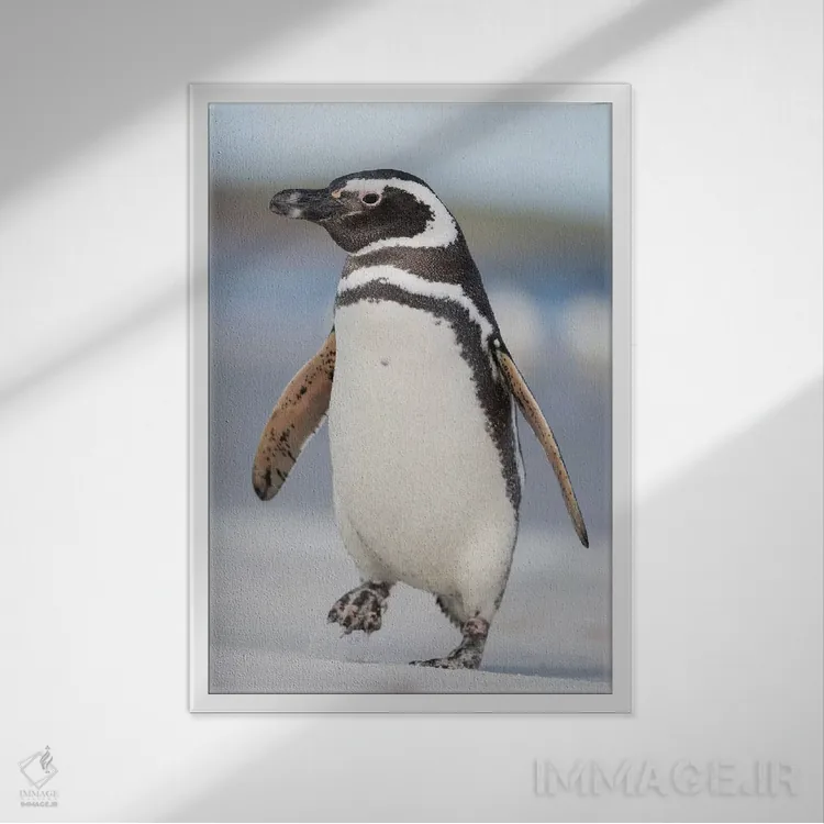 تابلو دکوراتیو Falkland Islands.,پنگوئن ماژلانی، جزایر فالکلند اثر مارتین زویک - نمای قابدار سفید