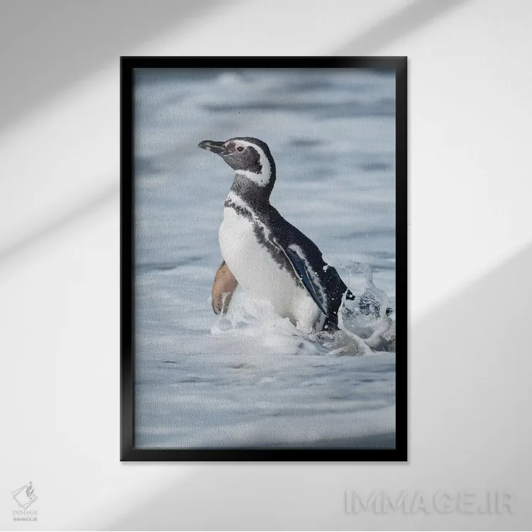 تابلو دکوراتیو Falkland Islands.,پنگوئن ماژلانی، جزایر فالکلند اثر مارتین زویک - نمای قابدار مشکی