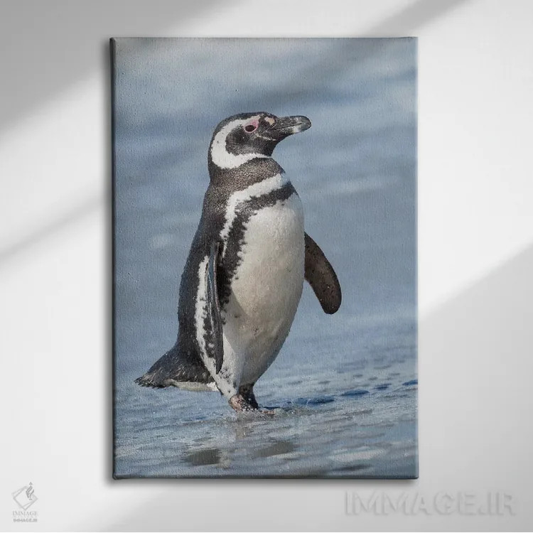 تابلو دکوراتیو Falkland Islands.,پنگوئن ماژلانی، جزایر فالکلند اثر مارتین زویک - نمای روبهرو روی دیوار