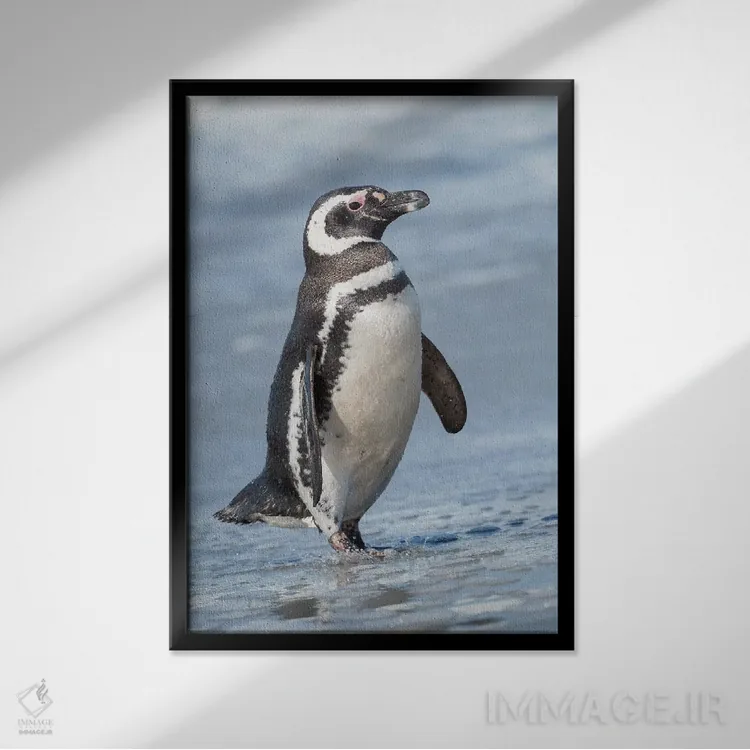 تابلو دکوراتیو Falkland Islands.,پنگوئن ماژلانی، جزایر فالکلند اثر مارتین زویک - نمای قابدار مشکی