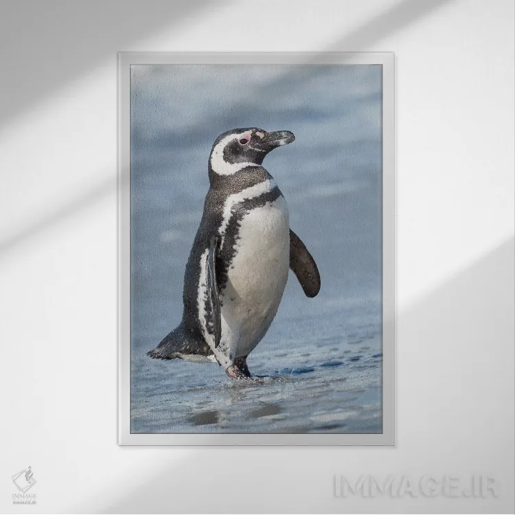 تابلو دکوراتیو Falkland Islands.,پنگوئن ماژلانی، جزایر فالکلند اثر مارتین زویک - نمای قابدار سفید