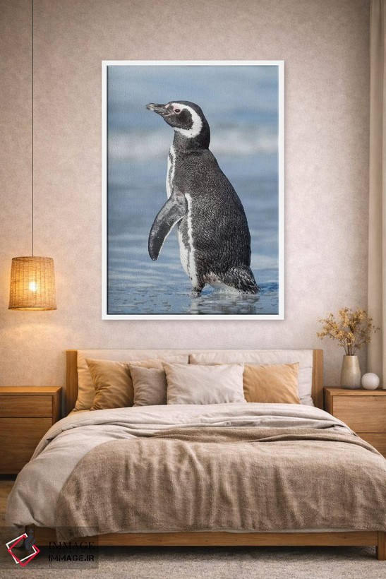 تابلو دکوراتیو Falkland Islands.,پنگوئن ماژلانی، جزایر فالکلند اثر مارتین زویک - D1W