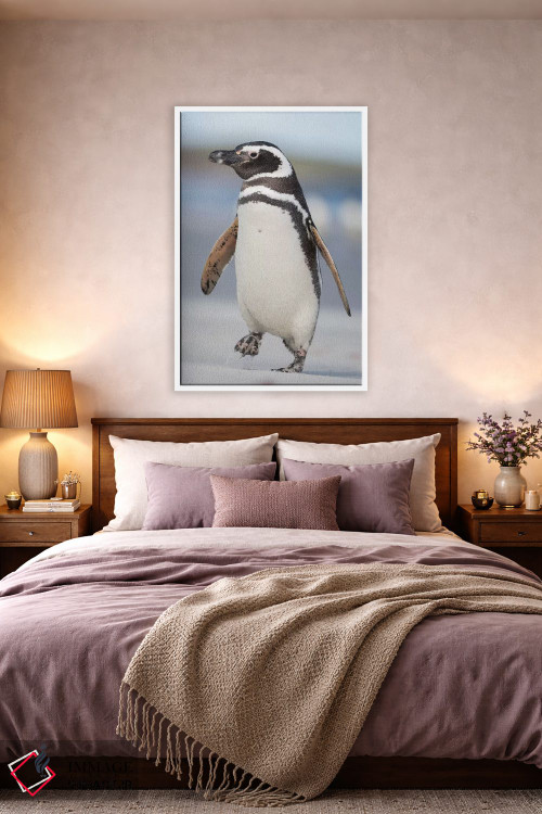تابلو دکوراتیو Falkland Islands.,پنگوئن ماژلانی، جزایر فالکلند اثر مارتین زویک - D3W