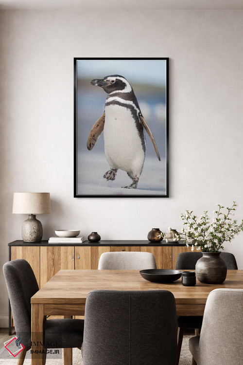تابلو دکوراتیو Falkland Islands.,پنگوئن ماژلانی، جزایر فالکلند اثر مارتین زویک - D4B