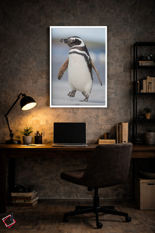 تابلو دکوراتیو Falkland Islands.,پنگوئن ماژلانی، جزایر فالکلند اثر مارتین زویک - D6W