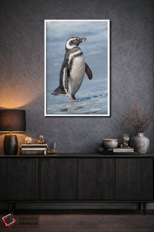 تابلو دکوراتیو Falkland Islands.,پنگوئن ماژلانی، جزایر فالکلند اثر مارتین زویک - D2W