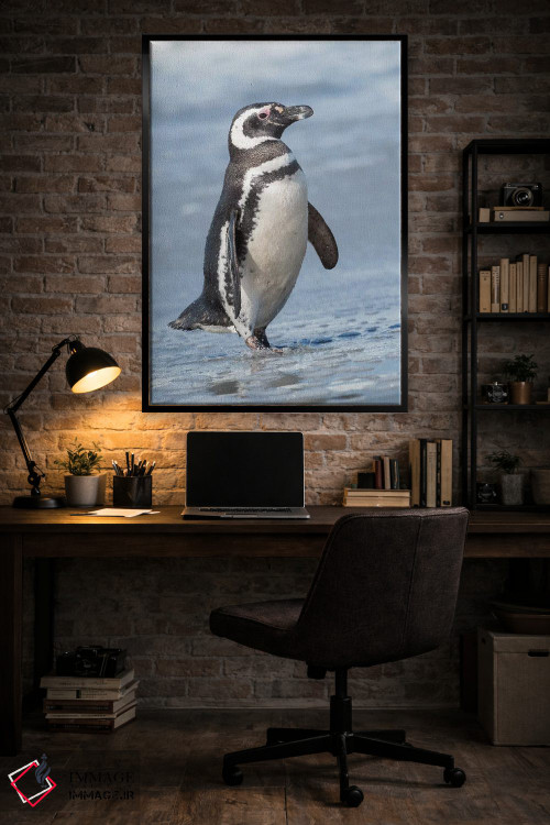 تابلو دکوراتیو Falkland Islands.,پنگوئن ماژلانی، جزایر فالکلند اثر مارتین زویک - D5B