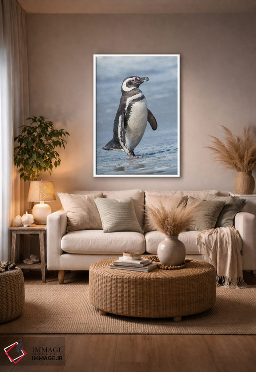 تابلو دکوراتیو Falkland Islands.,پنگوئن ماژلانی، جزایر فالکلند اثر مارتین زویک - D4W