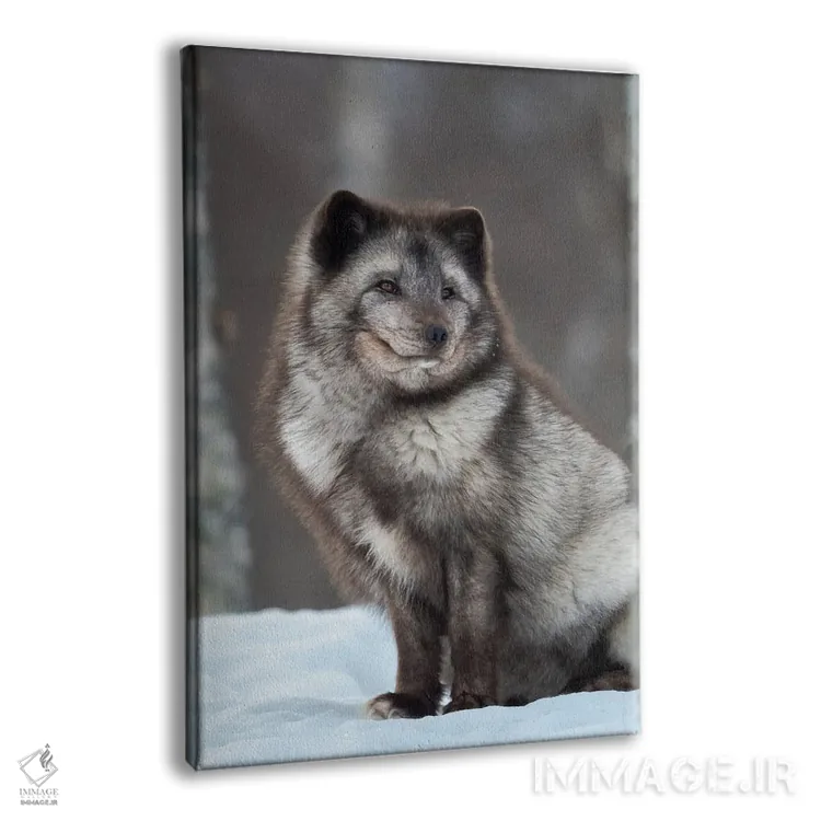 تابلو دکوراتیو Blue Morph, In Deep Snow During Winter Europe, Norway, Bard… اثر مارتین زویک - نمای پرسپکتیو محصول