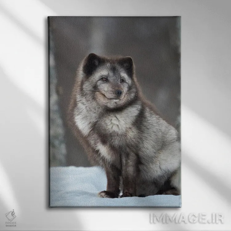 تابلو دکوراتیو Blue Morph, In Deep Snow During Winter Europe, Norway, Bard… اثر مارتین زویک - نمای روبهرو روی دیوار