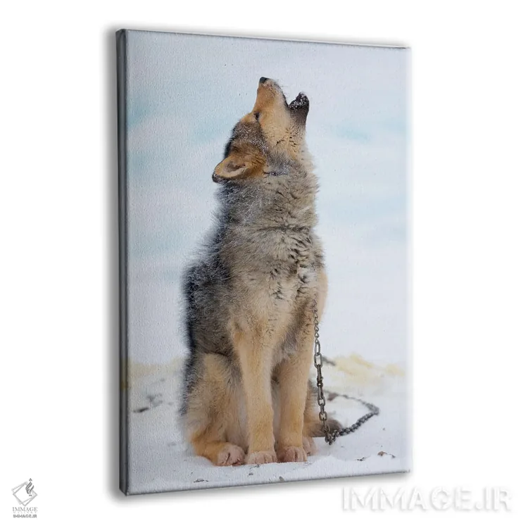 تابلو دکوراتیو Danish Territory II,سگ های سورتمه روی یخ دریایی در زمستان ش… اثر مارتین زویک - نمای پرسپکتیو محصول