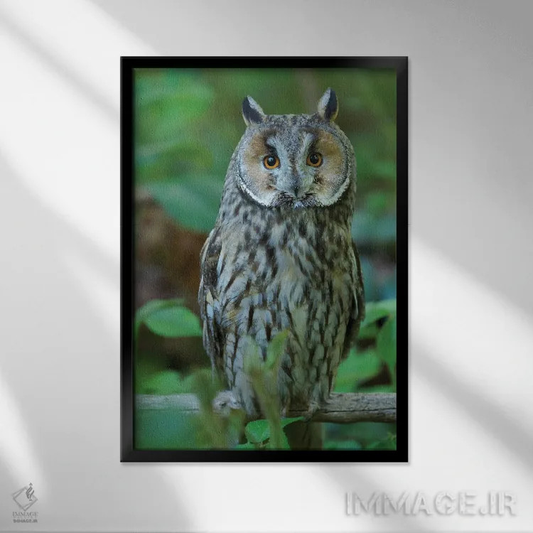 تابلو دکوراتیو Germany, Bavaria,جغد گوش دراز. در محوطه پارک ملی جنگل باوار… اثر مارتین زویک - نمای قابدار مشکی