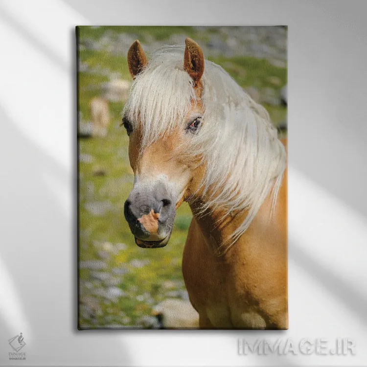 تابلو دکوراتیو Rotmoostal) Austria, Tyrol III,اسب هافلینگر در چراگاه کوهست… اثر مارتین زویک - نمای روبهرو روی دیوار