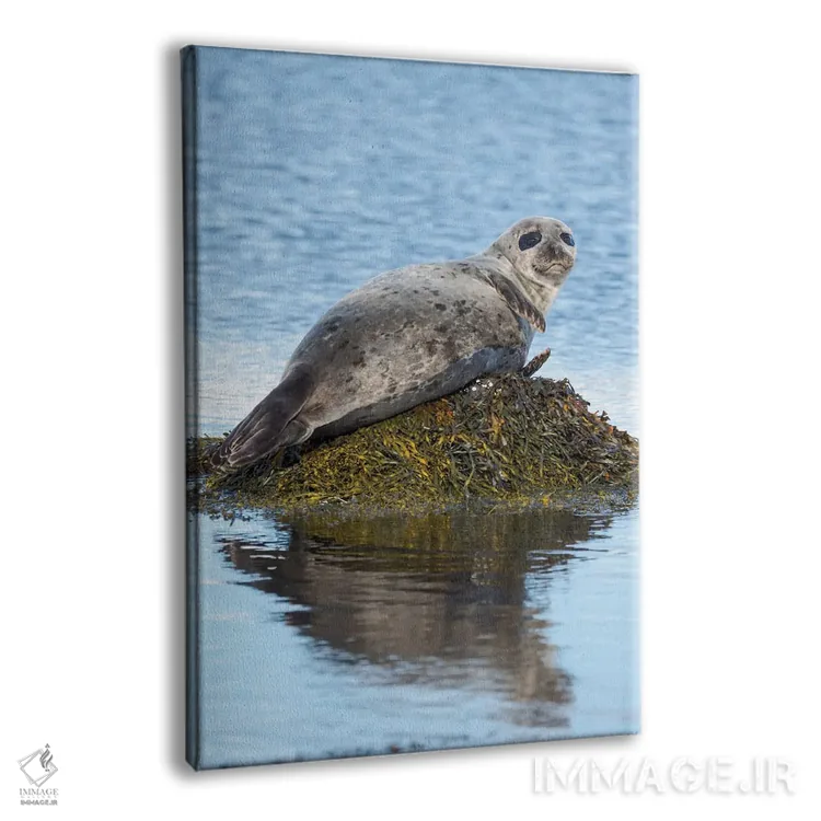 تابلو دکوراتیو Iceland,فک بندری در نزدیکی دیوپاویک در ایسلند، وستفیوردز… اثر مارتین زویک - نمای پرسپکتیو محصول