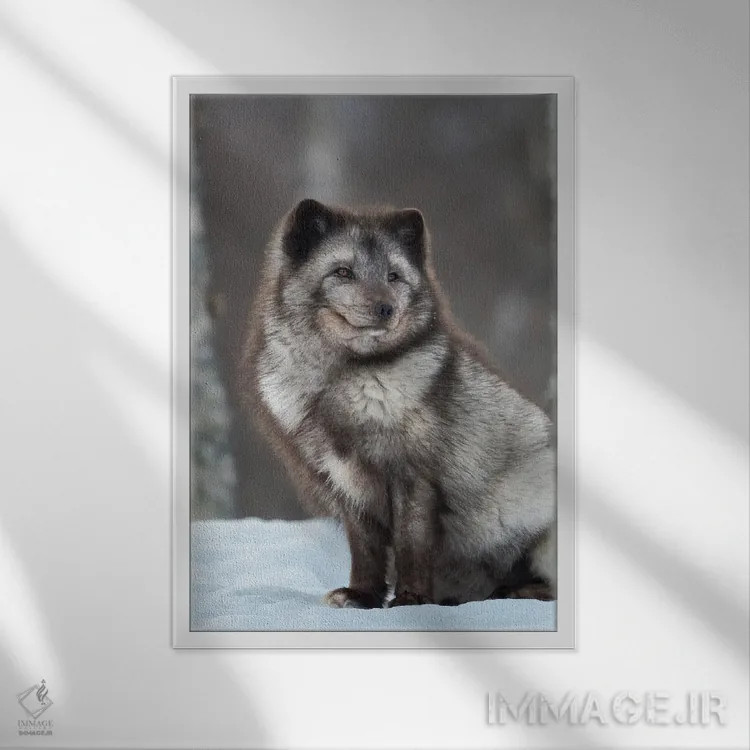 تابلو دکوراتیو Blue Morph, In Deep Snow During Winter Europe, Norway, Bard… اثر مارتین زویک - نمای قابدار سفید