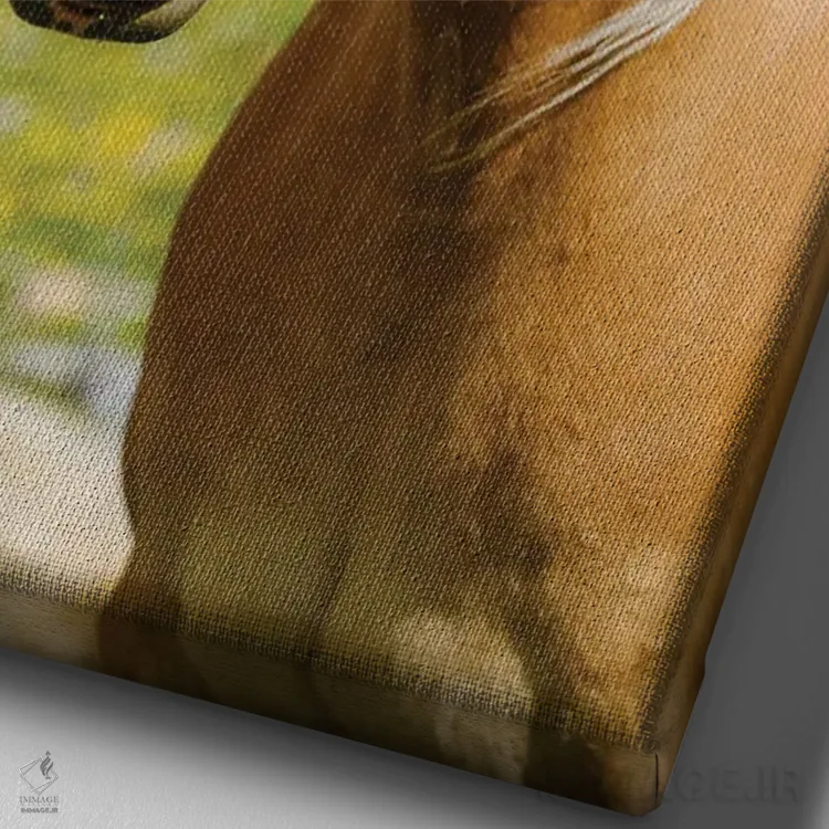 تابلو دکوراتیو Rotmoostal) Austria, Tyrol III,اسب هافلینگر در چراگاه کوهست… اثر مارتین زویک - نمای نزدیک بافت بوم