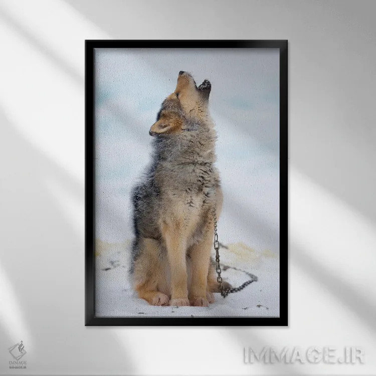 تابلو دکوراتیو Danish Territory II,سگ های سورتمه روی یخ دریایی در زمستان ش… اثر مارتین زویک - نمای قابدار مشکی