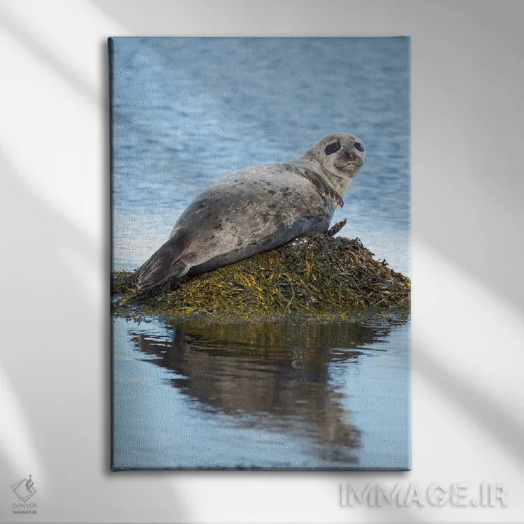 تابلو دکوراتیو Iceland,فک بندری در نزدیکی دیوپاویک در ایسلند، وستفیوردز… اثر مارتین زویک - نمای روبهرو روی دیوار