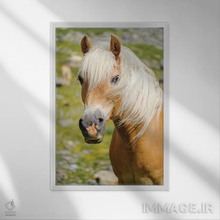 تابلو دکوراتیو Rotmoostal) Austria, Tyrol III,اسب هافلینگر در چراگاه کوهست… اثر مارتین زویک - نمای قابدار سفید