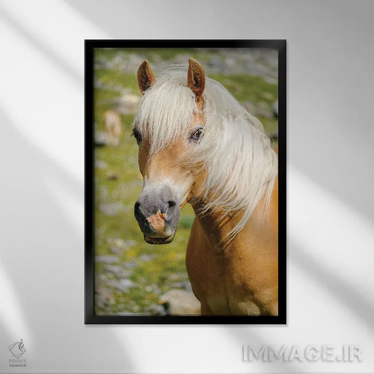 تابلو دکوراتیو Rotmoostal) Austria, Tyrol III,اسب هافلینگر در چراگاه کوهست… اثر مارتین زویک - نمای قابدار مشکی