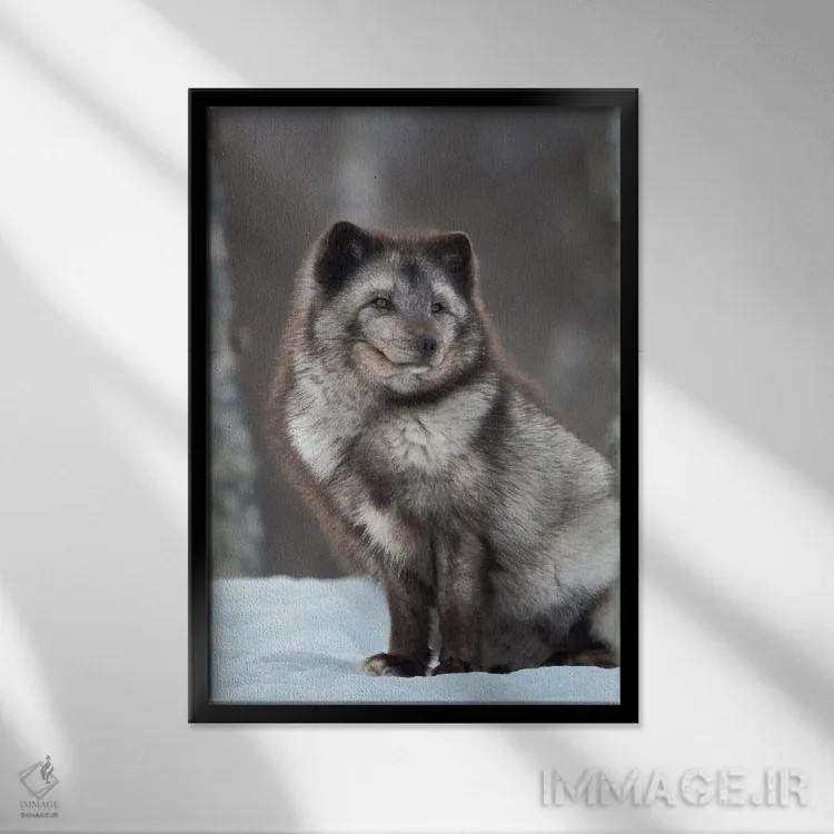 تابلو دکوراتیو Blue Morph, In Deep Snow During Winter Europe, Norway, Bard… اثر مارتین زویک - نمای قابدار مشکی