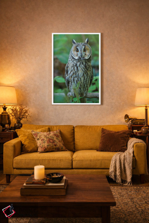 تابلو دکوراتیو Germany, Bavaria,جغد گوش دراز. در محوطه پارک ملی جنگل باوار… اثر مارتین زویک - D2W