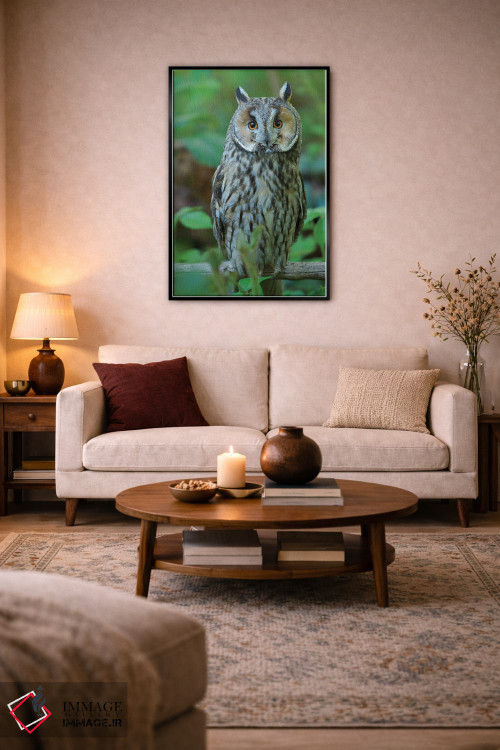 تابلو دکوراتیو Germany, Bavaria,جغد گوش دراز. در محوطه پارک ملی جنگل باوار… اثر مارتین زویک - D5B