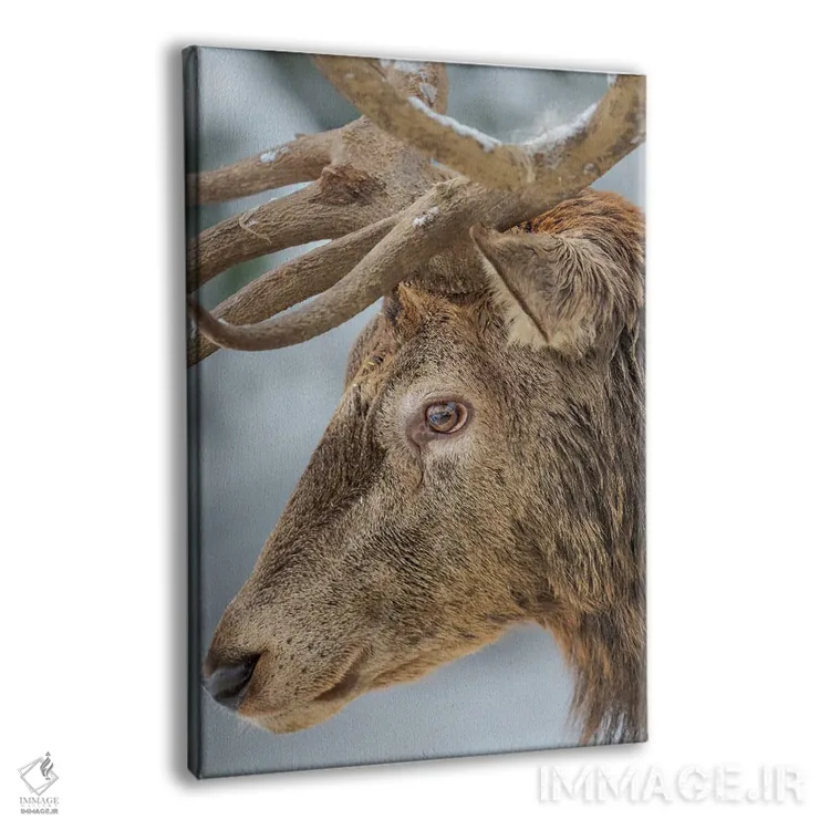 تابلو دکوراتیو Red Deer In Snow, Alpenwildpark Obermaiselstein Europe, Ger… اثر مارتین زویک - نمای پرسپکتیو محصول
