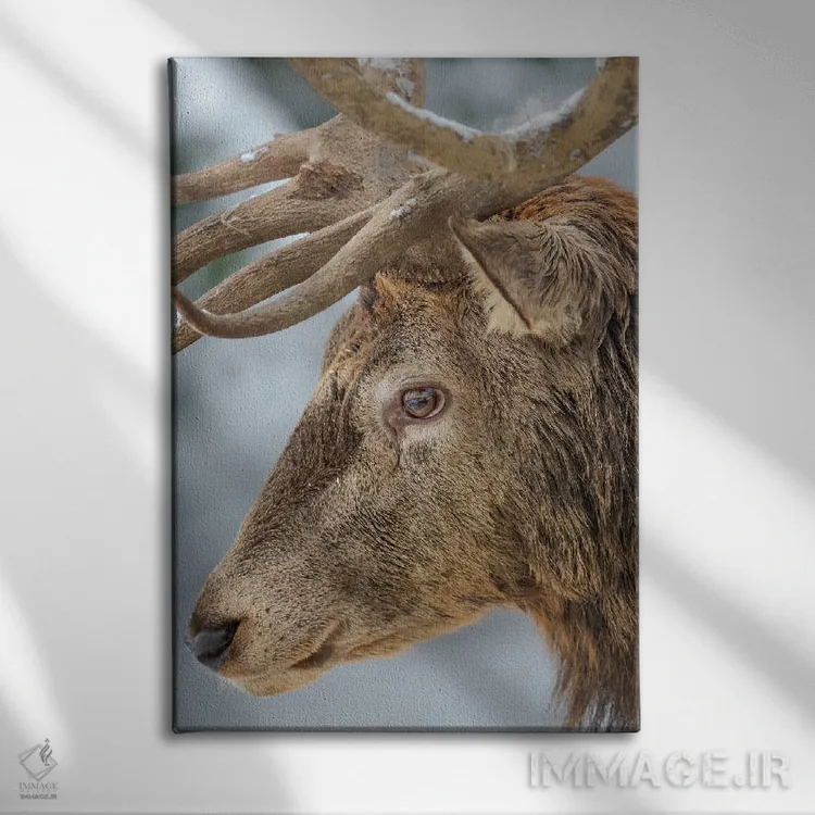 تابلو دکوراتیو Red Deer In Snow, Alpenwildpark Obermaiselstein Europe, Ger… اثر مارتین زویک - نمای روبهرو روی دیوار