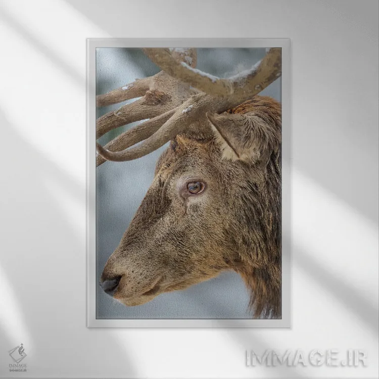 تابلو دکوراتیو Red Deer In Snow, Alpenwildpark Obermaiselstein Europe, Ger… اثر مارتین زویک - نمای قابدار سفید