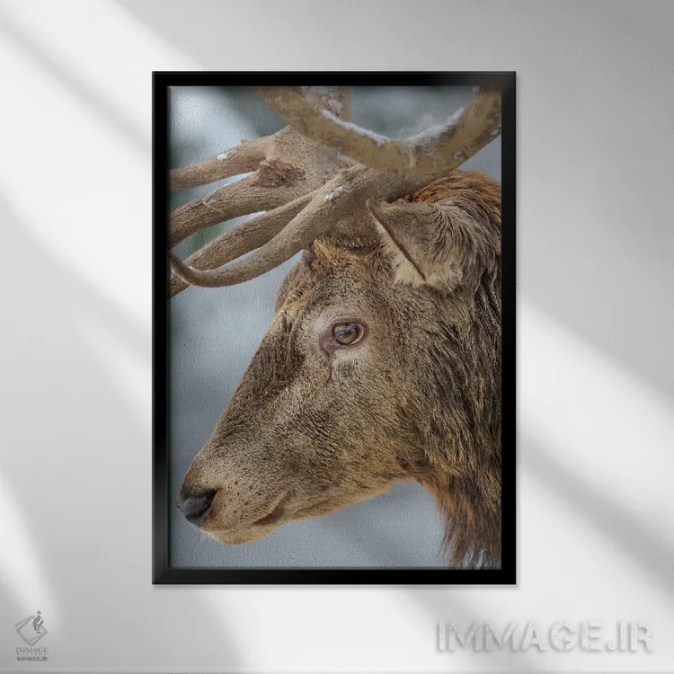 تابلو دکوراتیو Red Deer In Snow, Alpenwildpark Obermaiselstein Europe, Ger… اثر مارتین زویک - نمای قابدار مشکی