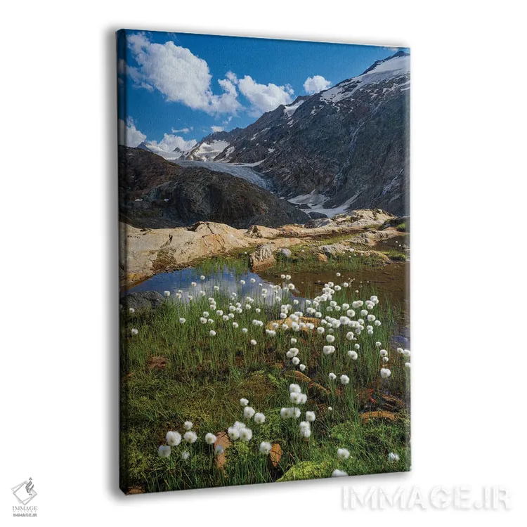 تابلو دکوراتیو Austria, Tyrol,علف پنبه ای سفید در مقابل یخچال گورگلر در در… اثر مارتین زویک - نمای پرسپکتیو محصول