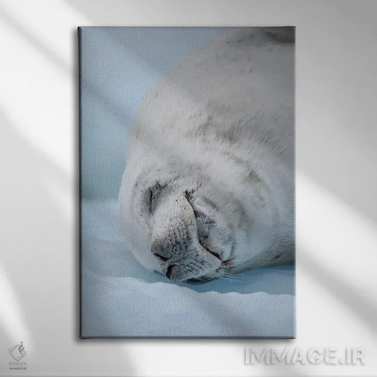 تابلو دکوراتیو Resting On Ice Floe. Antarctica, Antarctic Peninsula, Detai… اثر مارتین زویک - نمای روبهرو روی دیوار
