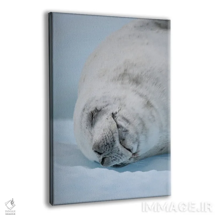 تابلو دکوراتیو Resting On Ice Floe. Antarctica, Antarctic Peninsula, Detai… اثر مارتین زویک - نمای پرسپکتیو محصول