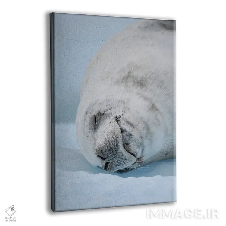 تابلو دکوراتیو Resting On Ice Floe. Antarctica, Antarctic Peninsula, Detai… اثر مارتین زویک - نمای پرسپکتیو محصول