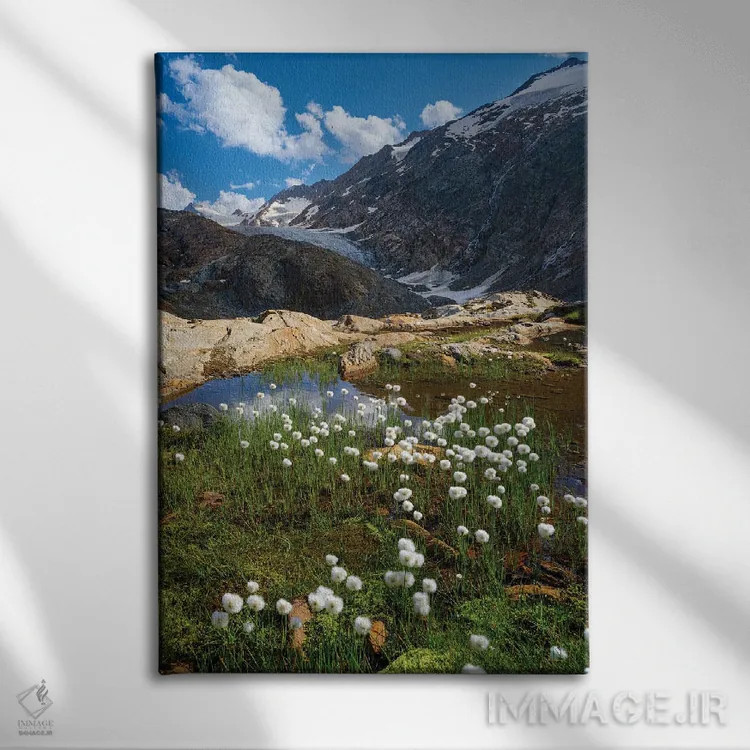 تابلو دکوراتیو Austria, Tyrol,علف پنبه ای سفید در مقابل یخچال گورگلر در در… اثر مارتین زویک - نمای روبهرو روی دیوار