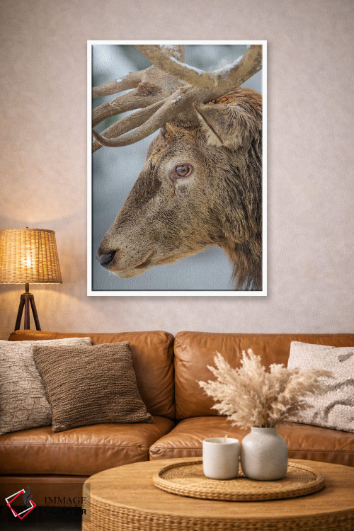 تابلو دکوراتیو Red Deer In Snow, Alpenwildpark Obermaiselstein Europe, Ger… اثر مارتین زویک - D3W