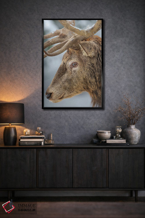 تابلو دکوراتیو Red Deer In Snow, Alpenwildpark Obermaiselstein Europe, Ger… اثر مارتین زویک - D2B