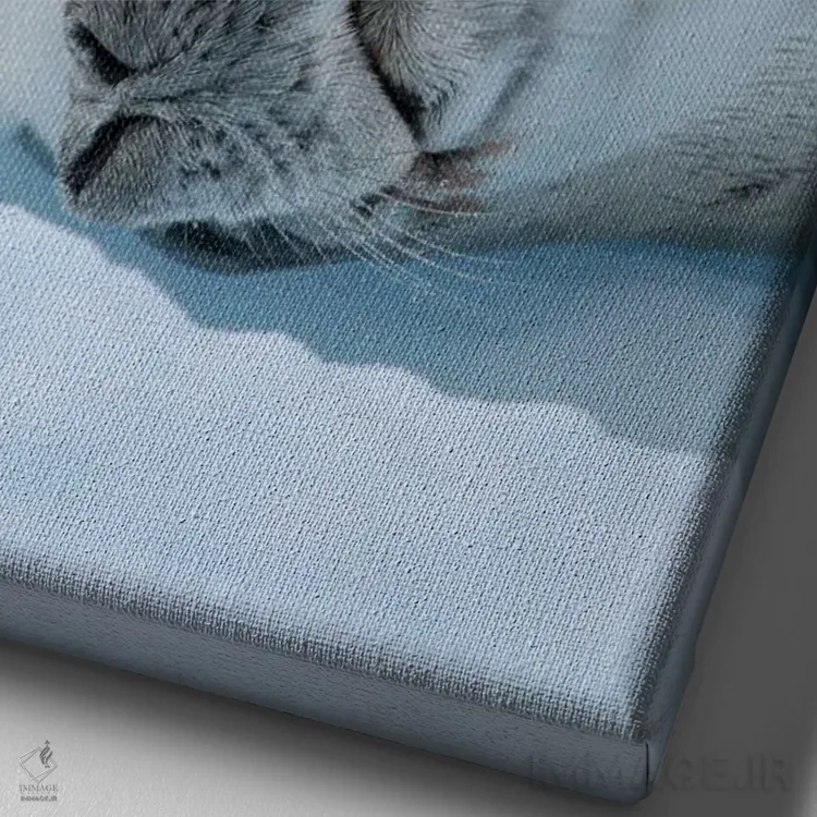 تابلو دکوراتیو Resting On Ice Floe. Antarctica, Antarctic Peninsula, Detai… اثر مارتین زویک - نمای نزدیک بافت بوم