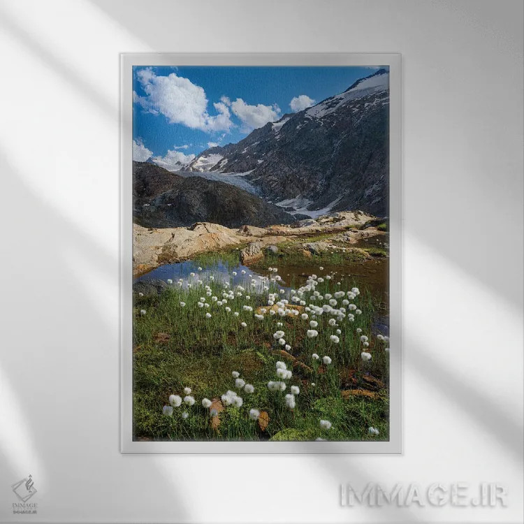 تابلو دکوراتیو Austria, Tyrol,علف پنبه ای سفید در مقابل یخچال گورگلر در در… اثر مارتین زویک - نمای قابدار سفید