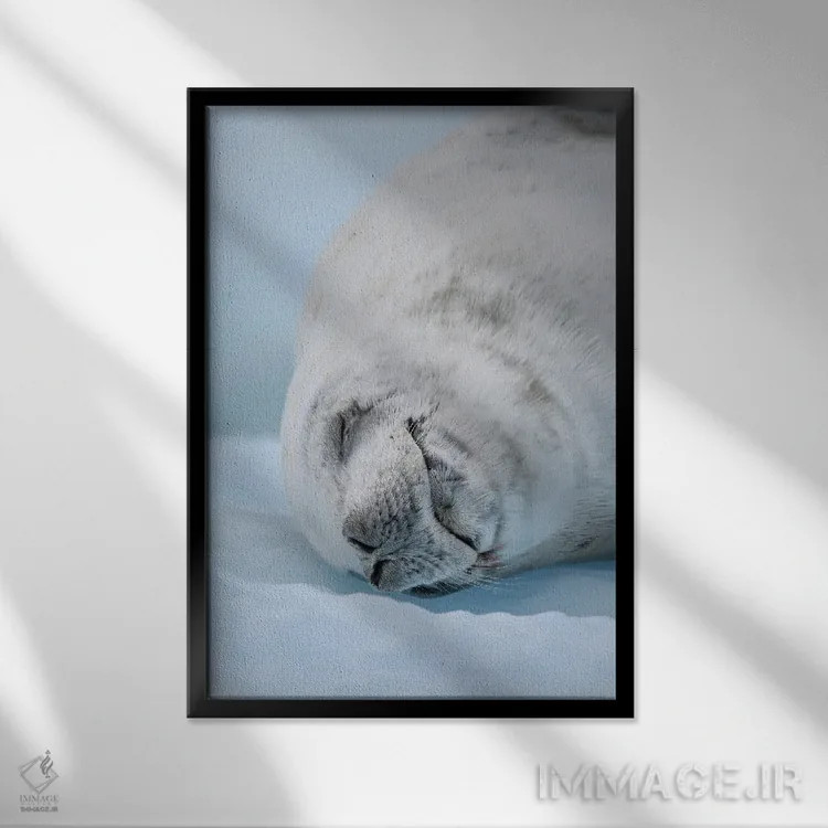 تابلو دکوراتیو Resting On Ice Floe. Antarctica, Antarctic Peninsula, Detai… اثر مارتین زویک - نمای قابدار مشکی