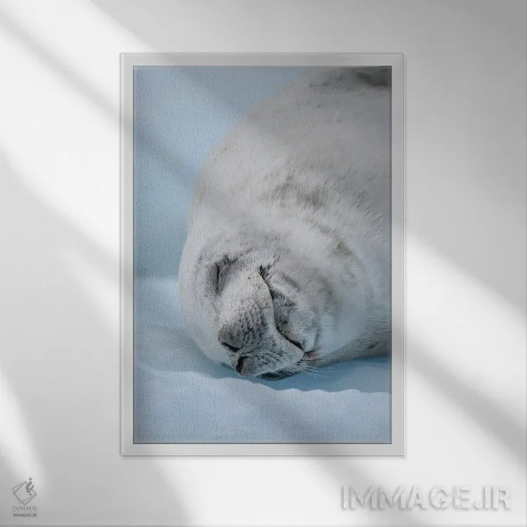 تابلو دکوراتیو Resting On Ice Floe. Antarctica, Antarctic Peninsula, Detai… اثر مارتین زویک - نمای قابدار سفید