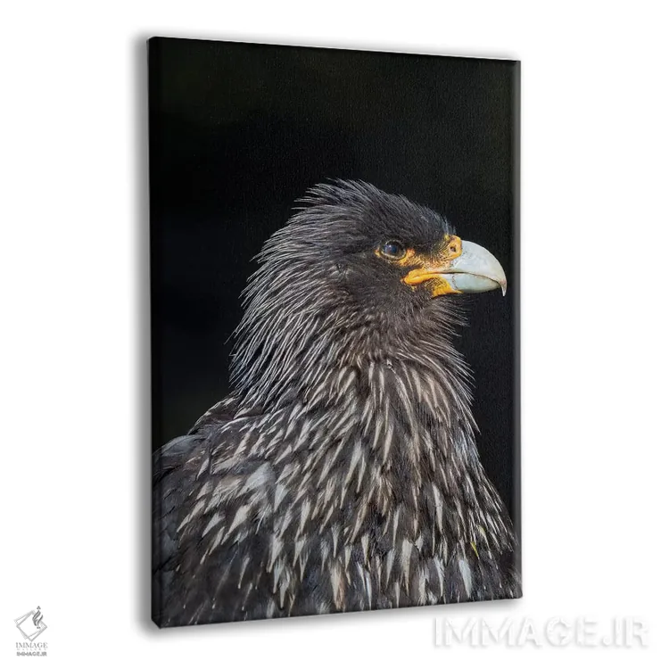 تابلو دکوراتیو protected and highly intelligent bird of prey. Falkland Isl… اثر مارتین زویک - نمای پرسپکتیو محصول