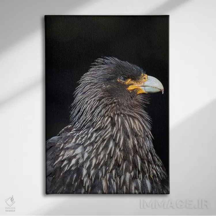 تابلو دکوراتیو protected and highly intelligent bird of prey. Falkland Isl… اثر مارتین زویک - نمای روبهرو روی دیوار