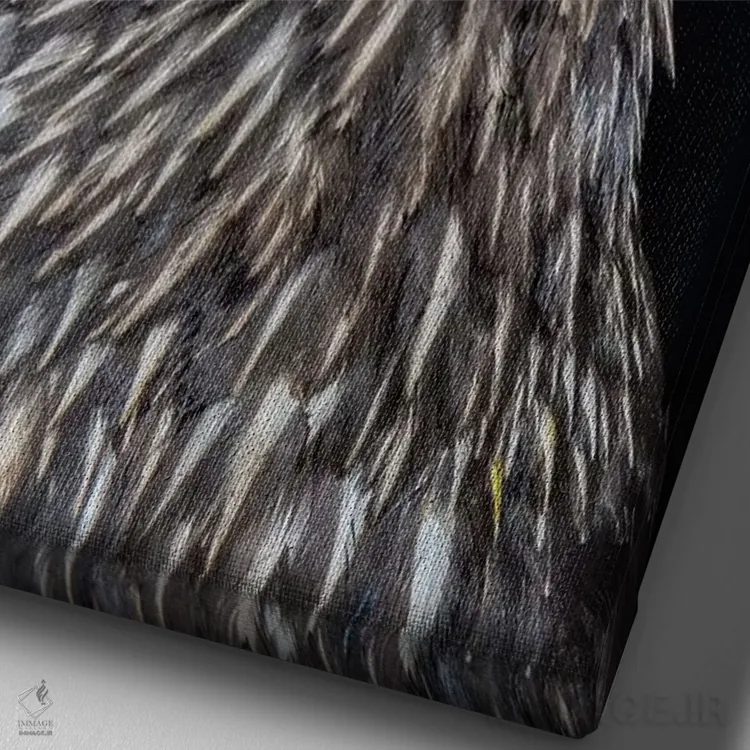 تابلو دکوراتیو protected and highly intelligent bird of prey. Falkland Isl… اثر مارتین زویک - نمای نزدیک بافت بوم