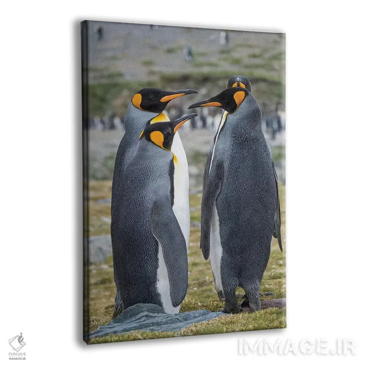 تابلو دکوراتیو کلونی پنگوئن شاهی در خلیج سنت اندروز. رفتار خواستگاری. جزیر… اثر مارتین زویک - نمای پرسپکتیو محصول