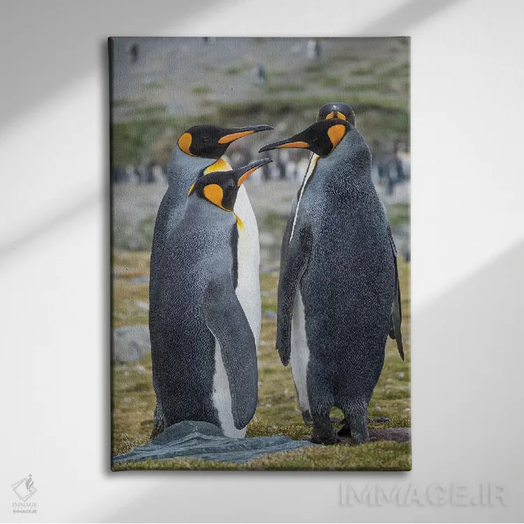 تابلو دکوراتیو کلونی پنگوئن شاهی در خلیج سنت اندروز. رفتار خواستگاری. جزیر… اثر مارتین زویک - نمای روبهرو روی دیوار