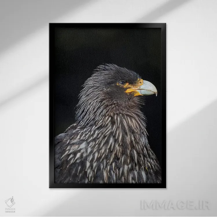 تابلو دکوراتیو protected and highly intelligent bird of prey. Falkland Isl… اثر مارتین زویک - نمای قابدار مشکی